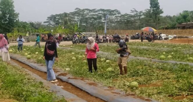 
					Berburu Melon Segar di Agrobisnis Pondok Ngadirojo Wonogiri