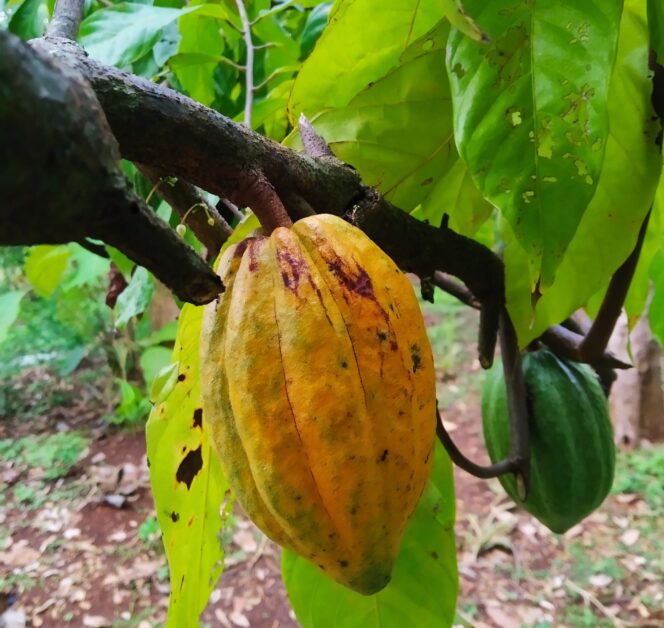 
					Tak Cuma Lezat! Ketahui 4 Manfaat Kakao bagi Kesehatan Tubuh