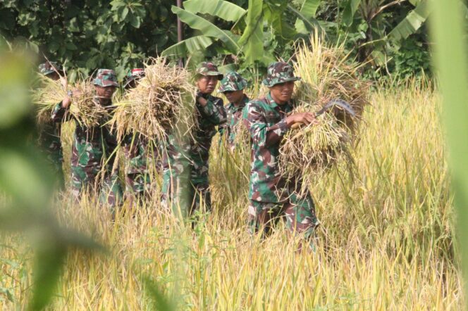 
					Dukung Ketahanan Pangan Nasional, Kodim 0728/ Wonogiri Gelar Panen Raya Padi