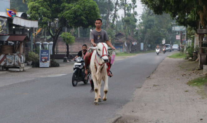 
					Akbar Chasby Mahendra, 24 tahun, warga Desa Kunti. Sehari-hari, Akbar bekerja sebagai penjual dan peternak sapi. Aksinya berkeliling kampung sambil membeli takjil menarik perhatian warga/ Foto: Ist.
