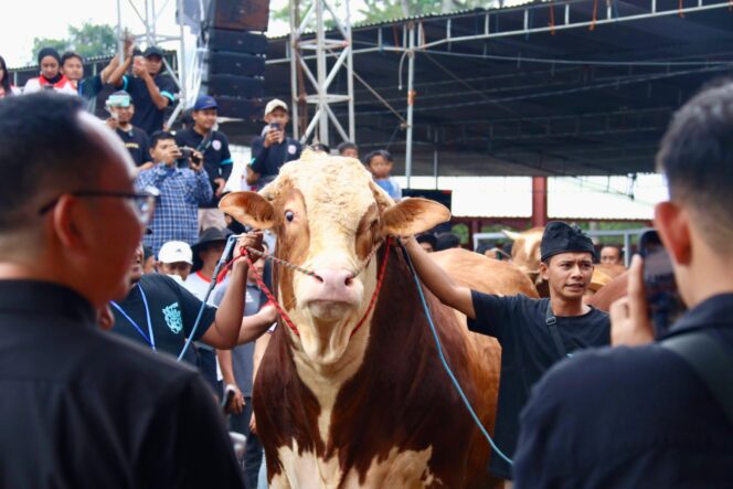 
					Kontes dan Expo Sapi Piala MPR di Pasar Hewan Terpadu, Jelok, Cepogo, Boyolali, pada Minggu (18/5/2025) (Foto: Zulkarnain)

