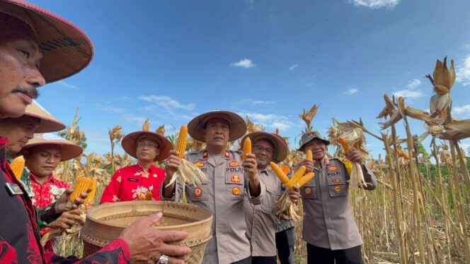 
					Dukung Ketahanan Pangan, Polres Wonogiri Lakukan Pendampingan Panen Jagung di Jatipurno