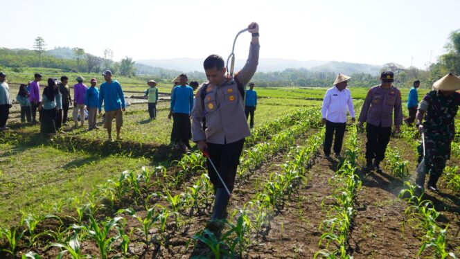 
					Wujud Nyata Polres Wonogiri Dukung Swasembada Pangan, Tanam Jagung Serentak di Lahan Genangan WGM