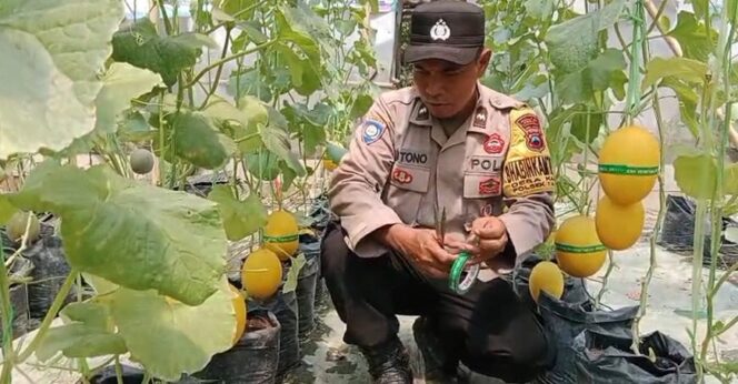 
					Inspiratif! Aipda Mistono Ubah Lahan Kosong Jadi Kebon Melon Produktif