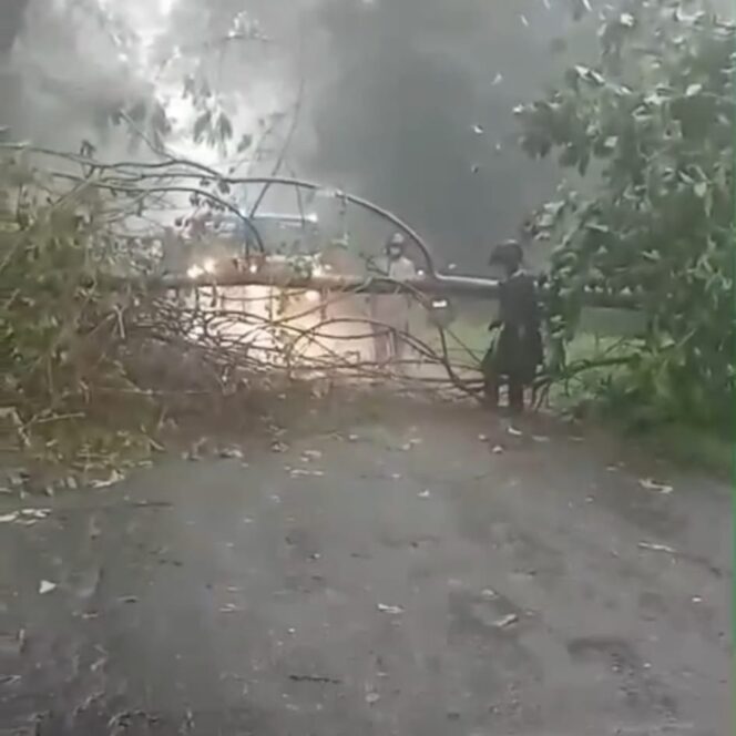 
					Pohon Tumbang Tutup Akses Jalan Wonogiri–Pacitan, Polisi bersama Relawan Tanggap Bencana Sigap Evakuasi