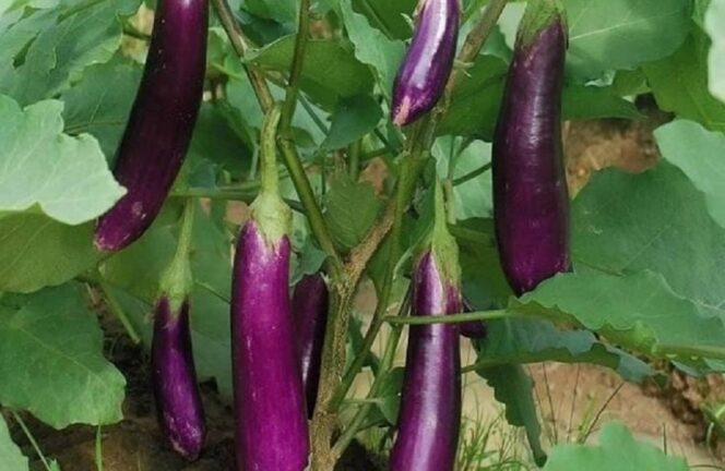 
					Selain Rasanya yang Lezat, Berikut 6 Manfaat Terong Ungu untuk Kesehatan Tubuh