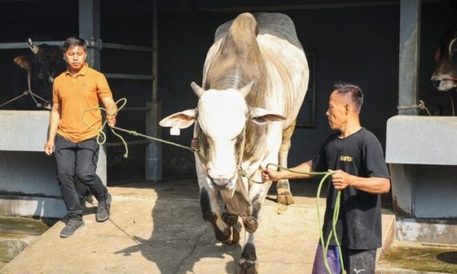 
					Hasilkan Sapi Premium, Peternakan Sapi di Purworejo Bisa Jadi Percontohan