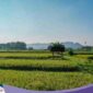 Petani menggarap lahan sawah produktif untuk mendukung swasembada pangan nasional