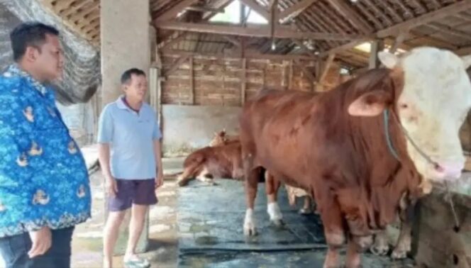 
					Presiden Prabowo Subianto Beli Sapi Kurban 1,37 Ton Milik Warga Pogalan Trenggalek