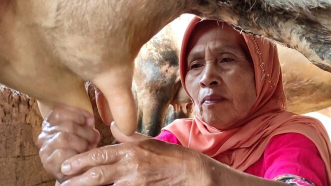 
					Musim Kemarau, Pemprov Jateng Dorong Peternak Gunakan Silase untuk Jaga Produksi Susu